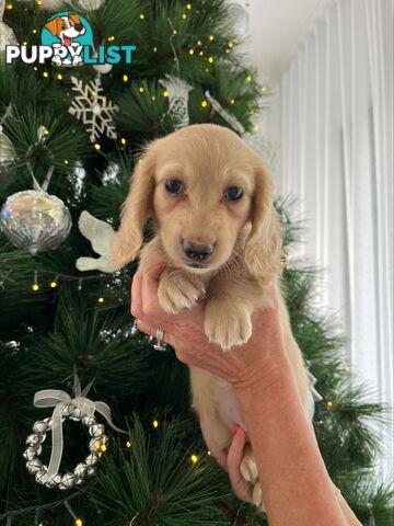 Cream Long Haired Miniature Dachshunds