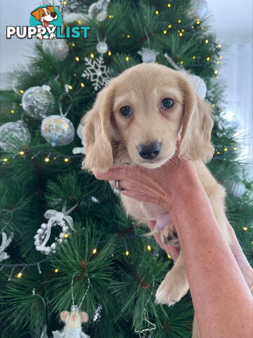 Cream Long Haired Miniature Dachshunds