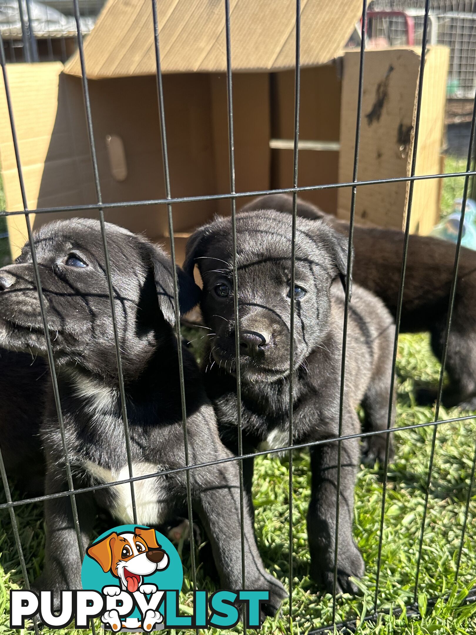 Boxador Puppies