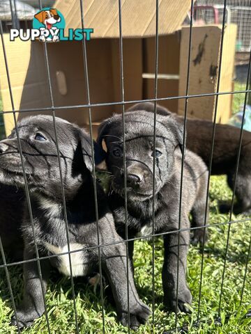 Boxador Puppies