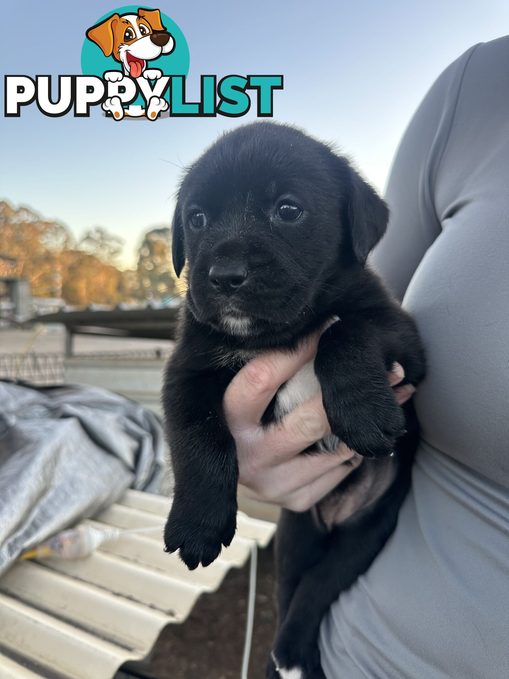 Boxador Puppies