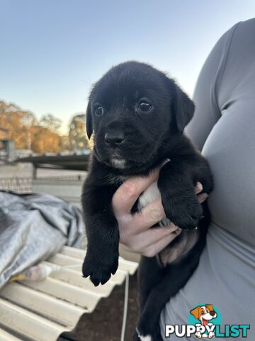 Boxador Puppies