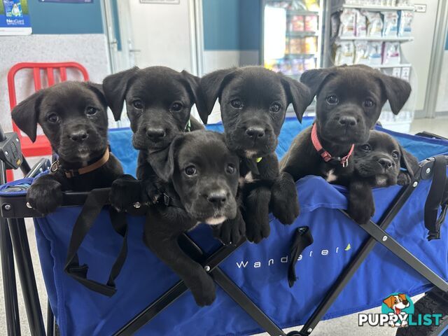 Boxador Puppies