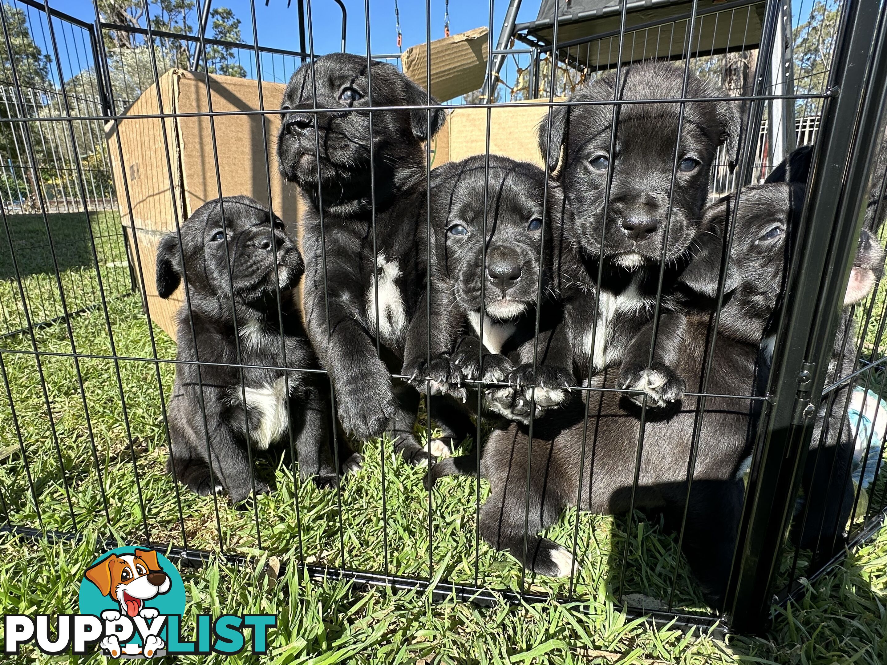 Boxador Puppies