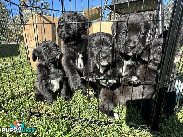 Boxador Puppies
