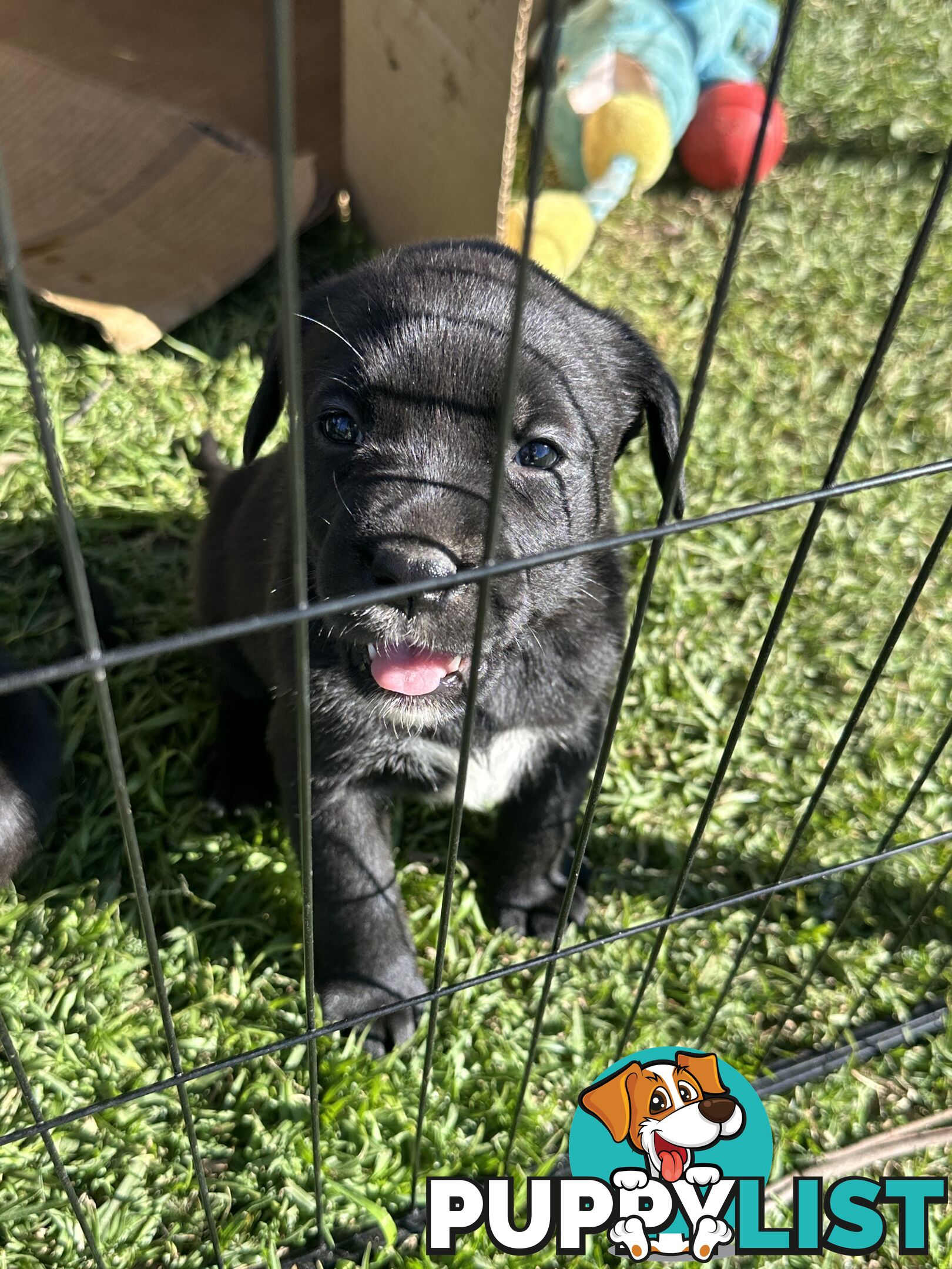 Boxador Puppies