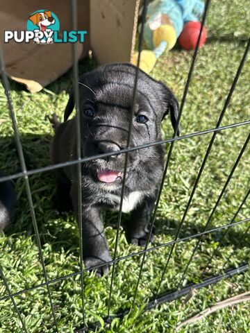 Boxador Puppies
