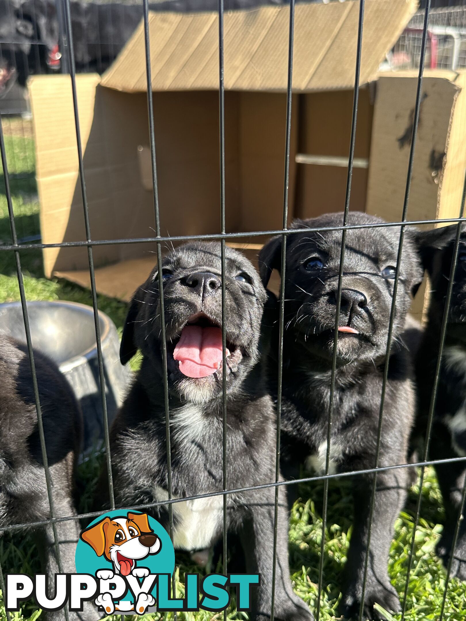 Boxador Puppies
