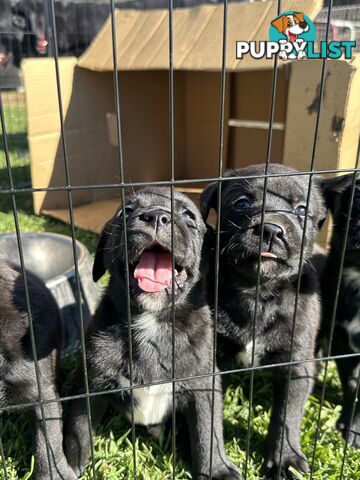 Boxador Puppies