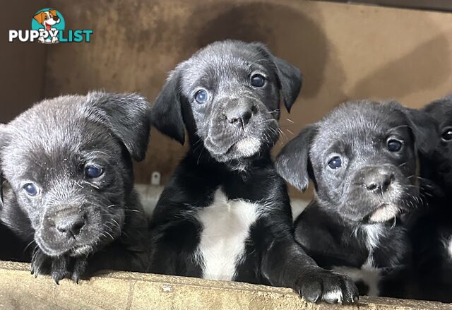 Boxador Puppies