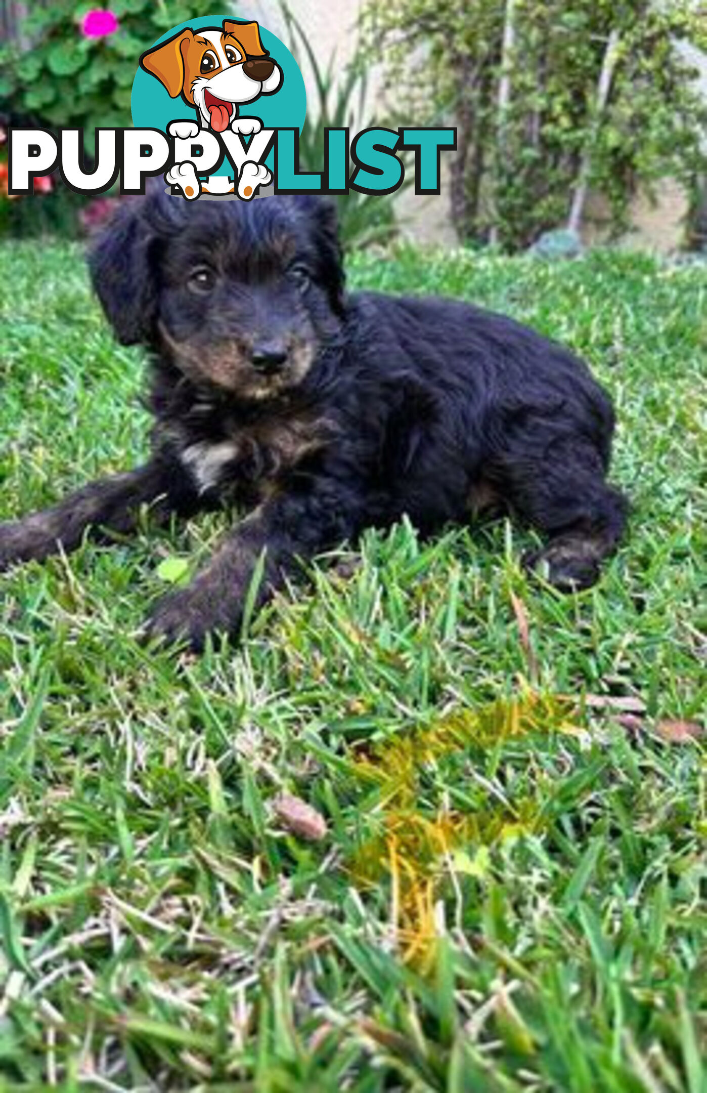 Miniature Poodle X puppies looking for good homes