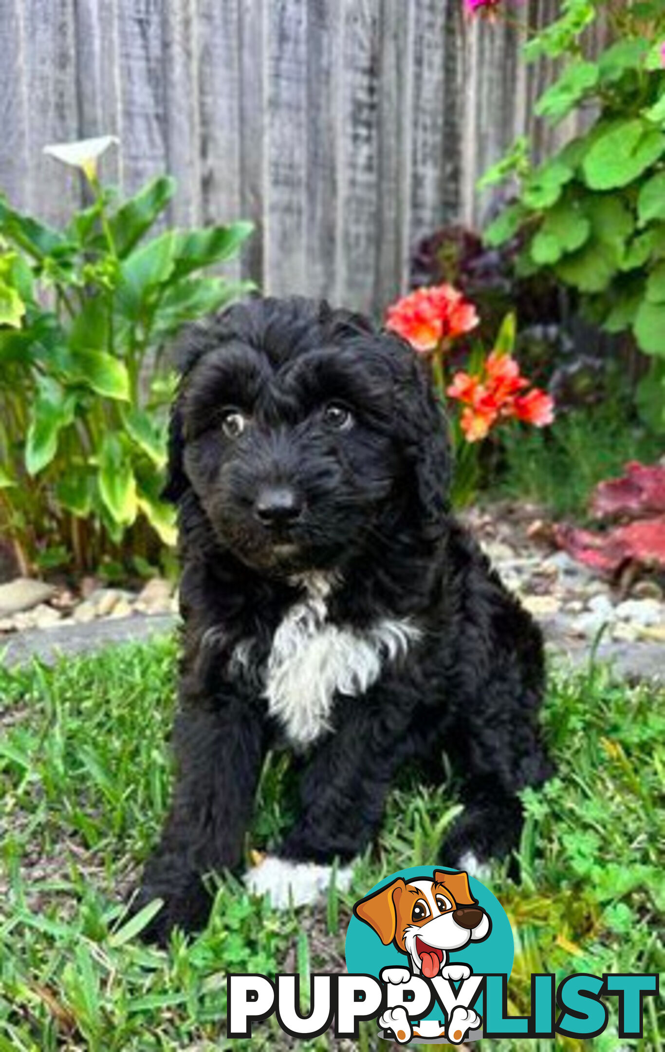 Miniature Poodle X puppies looking for good homes