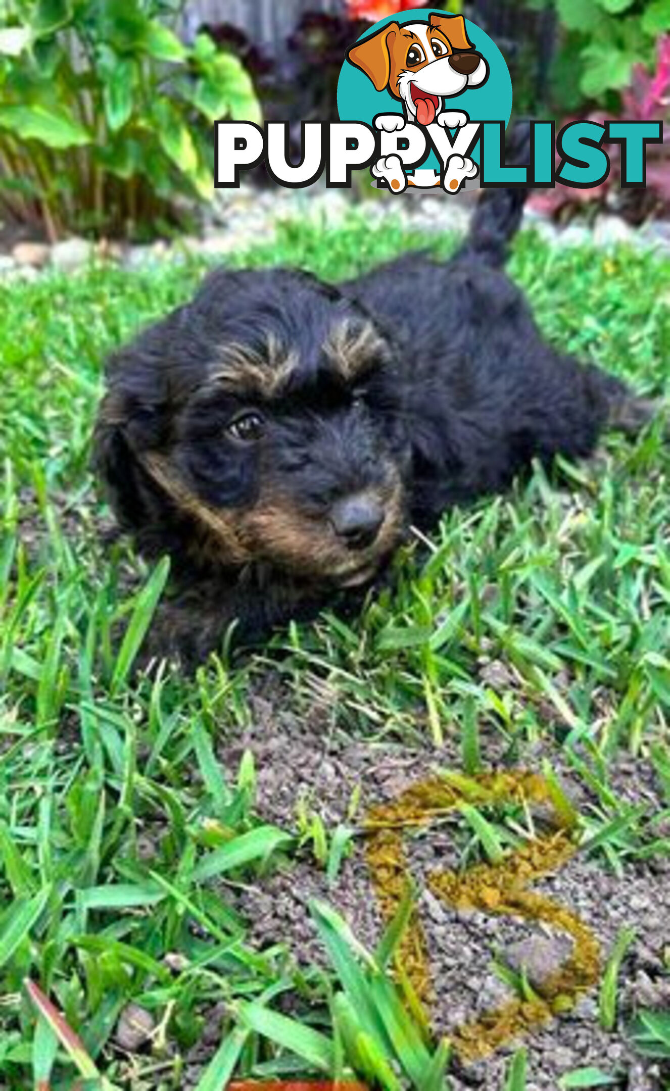 Miniature Poodle X puppies looking for good homes