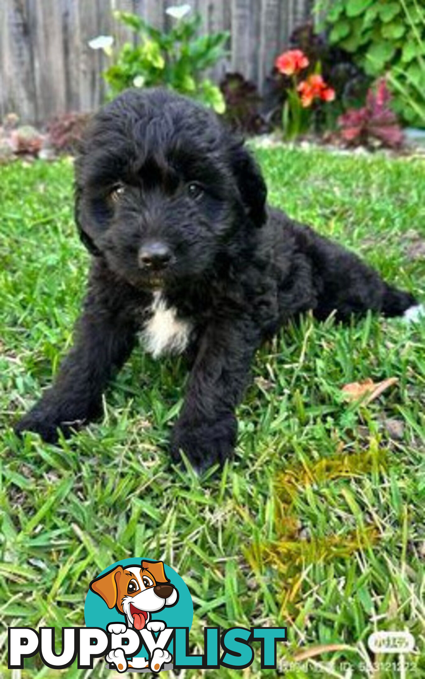 Miniature Poodle X puppies looking for good homes