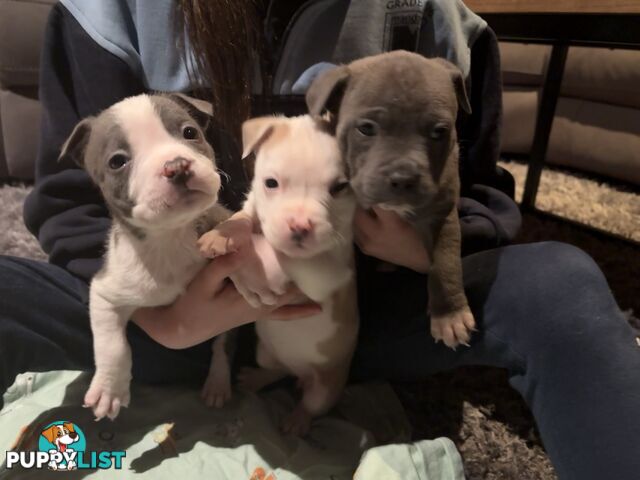 American staffy puppies