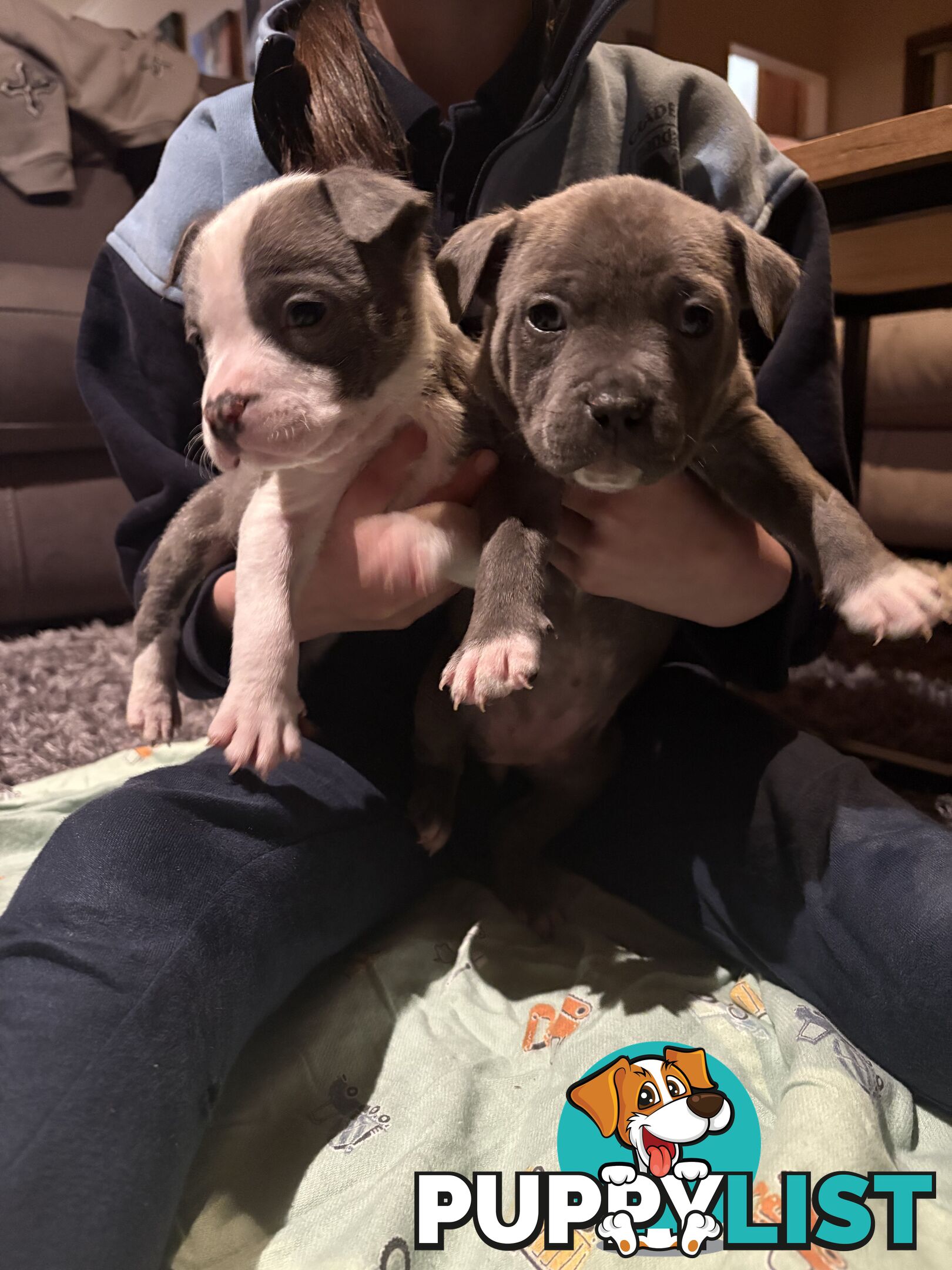 American staffy puppies
