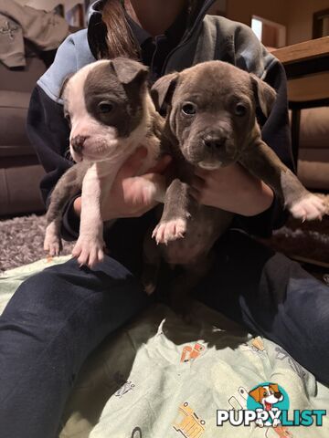 American staffy puppies