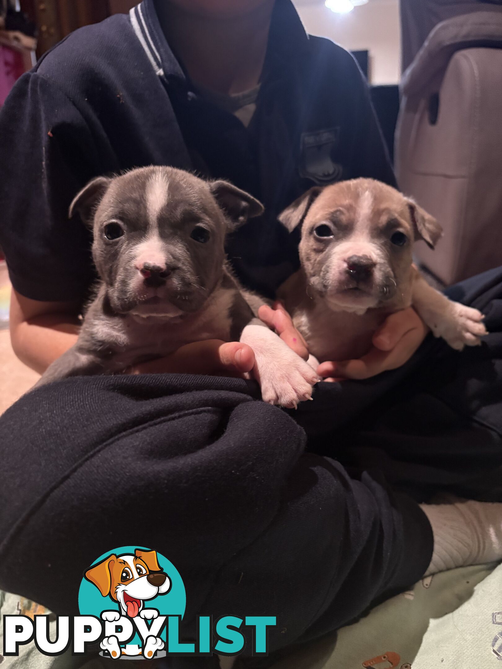American staffy puppies