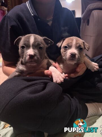 American staffy puppies