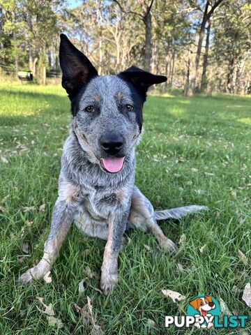 Blue cattle Puppy 6 months old