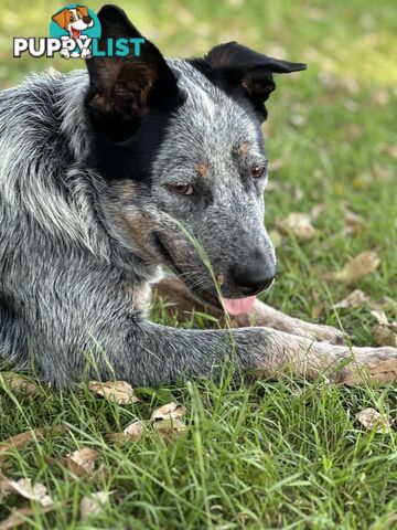 Blue cattle Puppy 6 months old