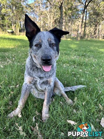 Blue cattle Puppy 6 months old