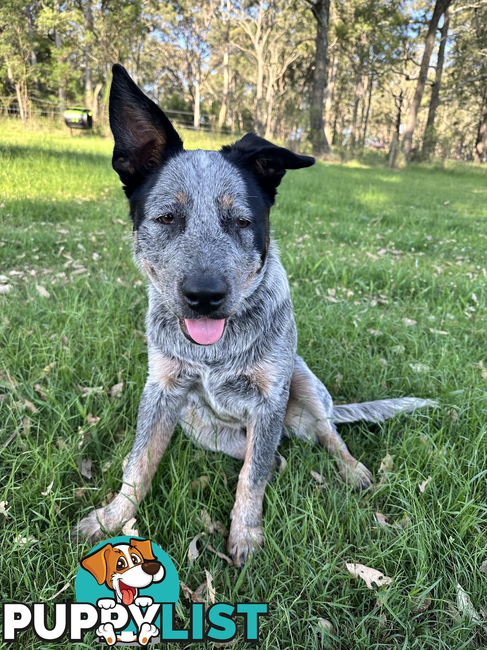 Blue cattle Puppy 6 months old