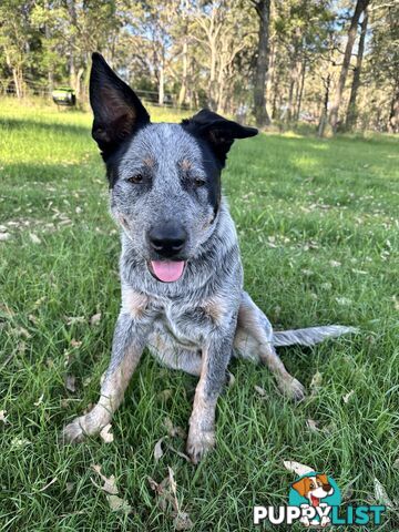 Blue cattle Puppy 6 months old