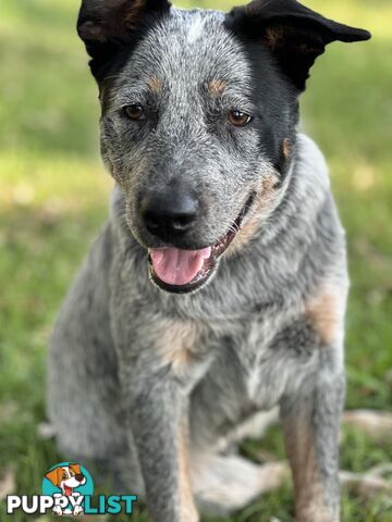 Blue cattle Puppy 6 months old