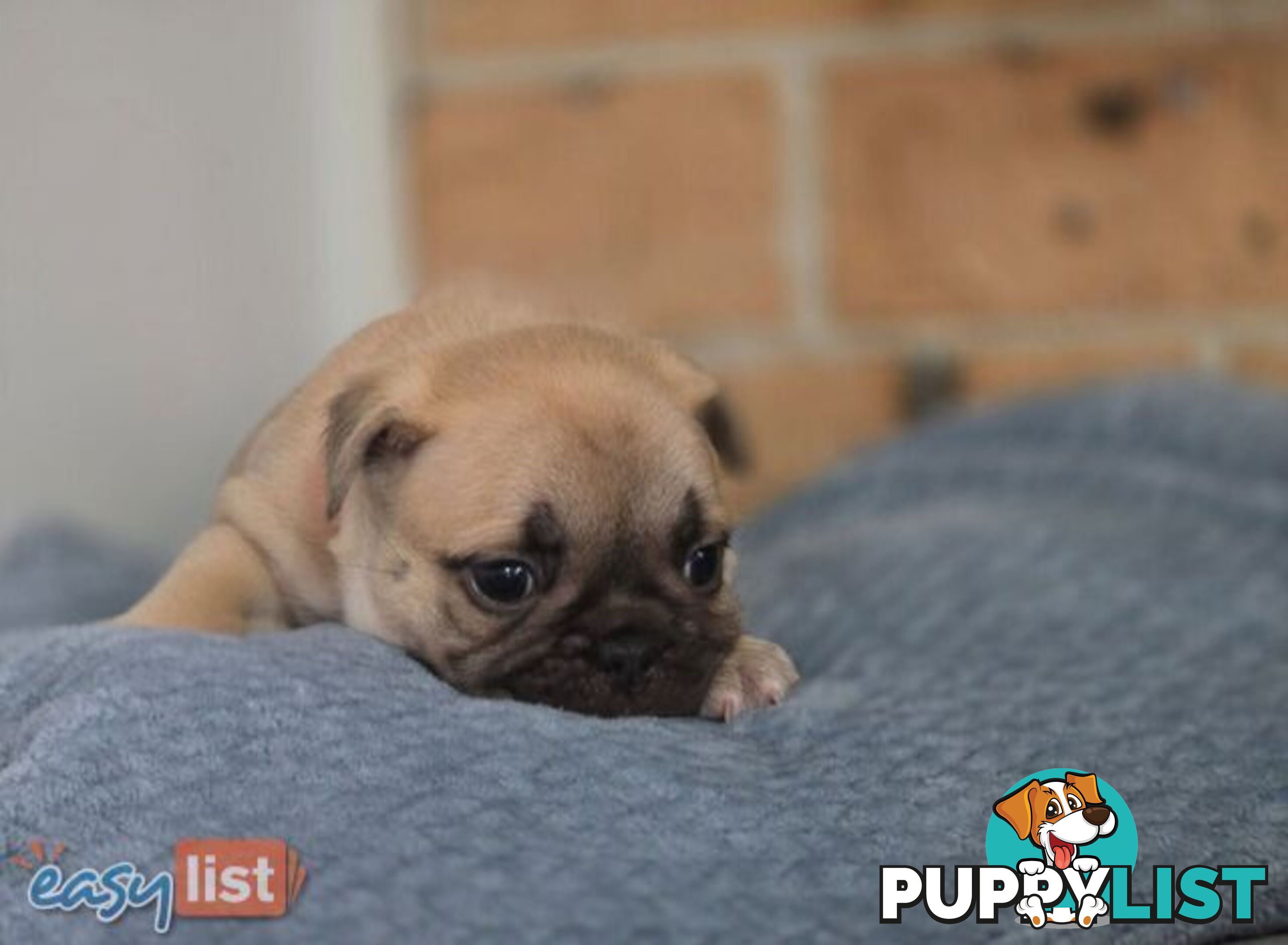 Pure-bred French bulldog Puppies 9 weeks old