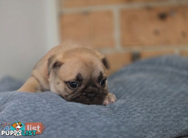 Pure-bred French bulldog Puppies 9 weeks old