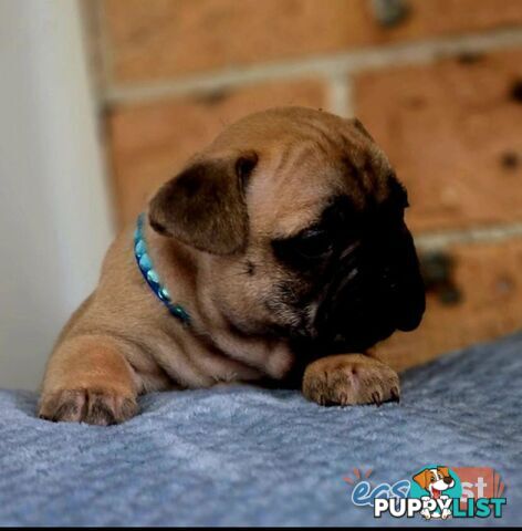 Pure-bred French bulldog Puppies 9 weeks old