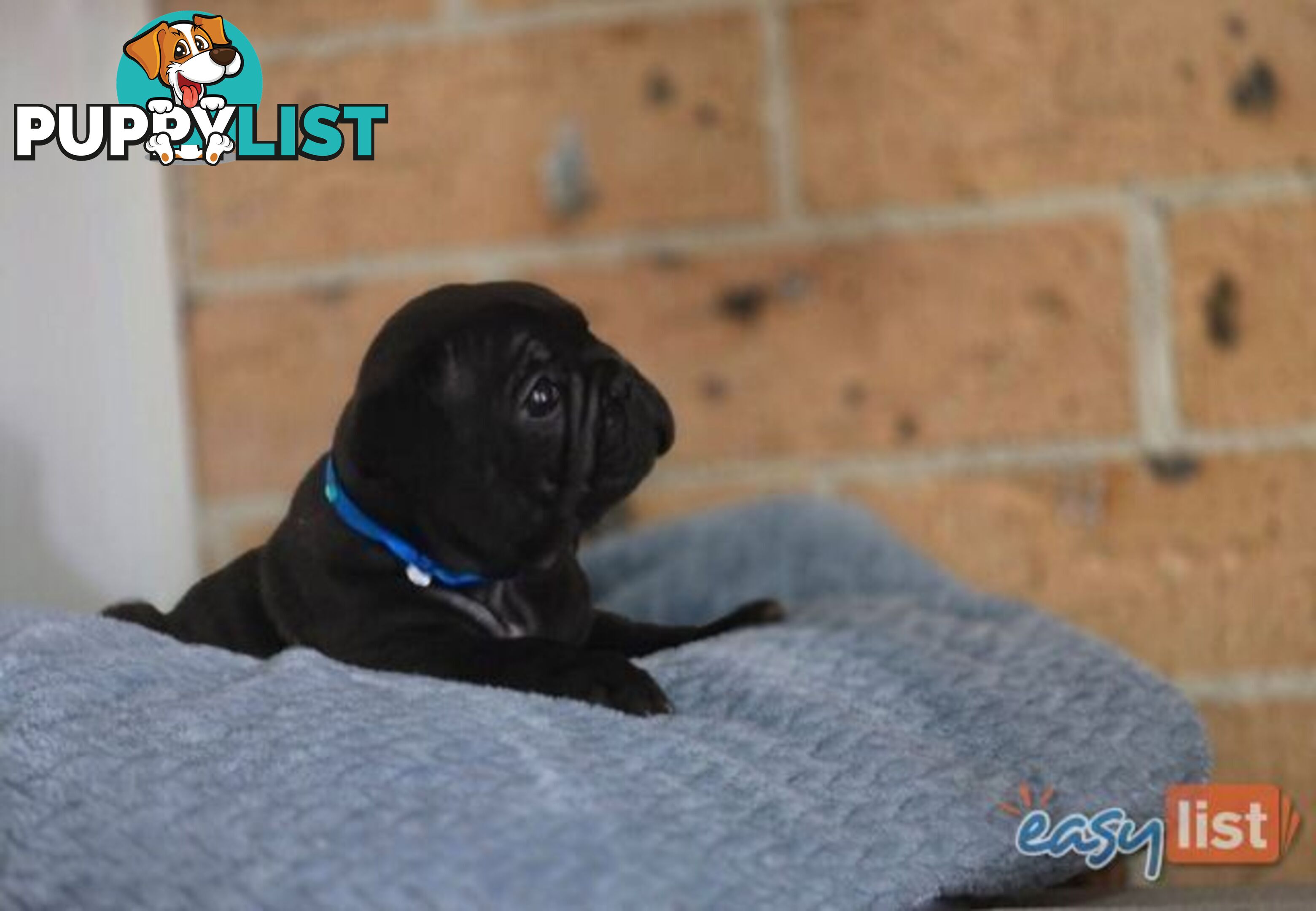 Pure-bred French bulldog Puppies 9 weeks old