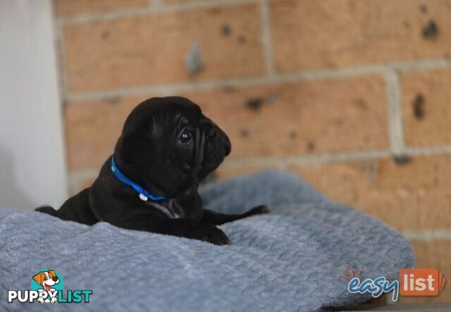 Pure-bred French bulldog Puppies 9 weeks old