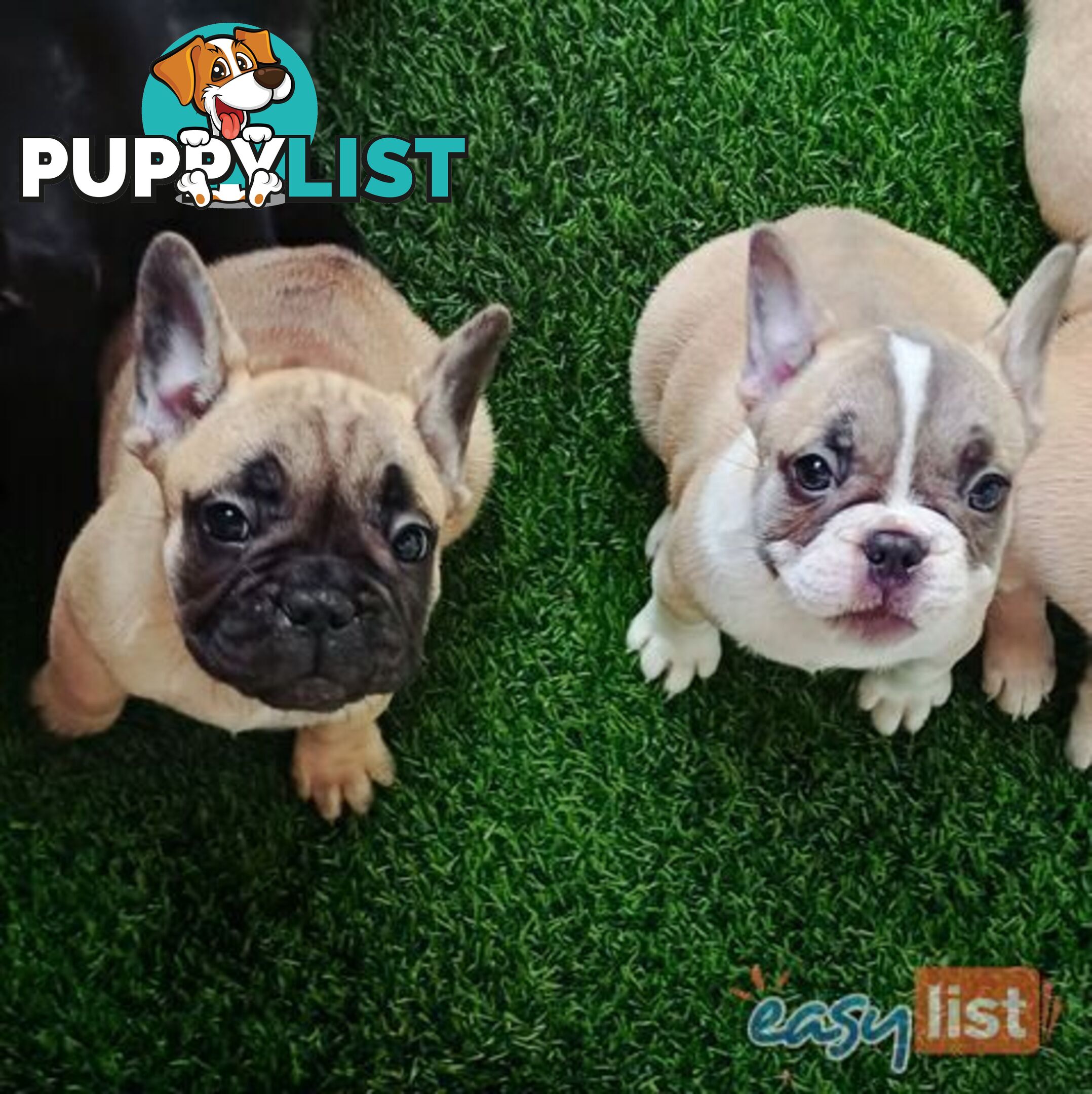 Pure-bred French bulldog Puppies 9 weeks old