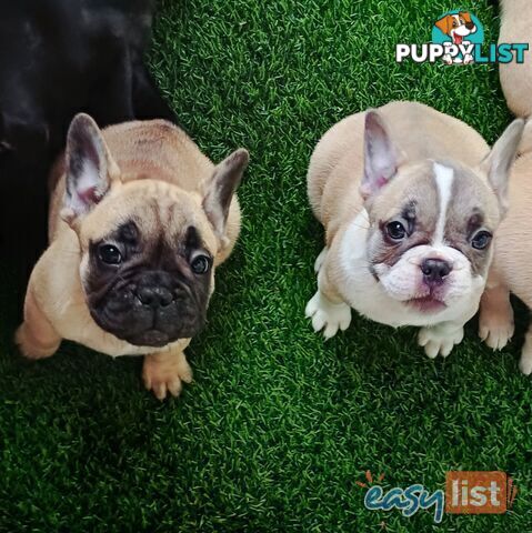 Pure-bred French bulldog Puppies 9 weeks old