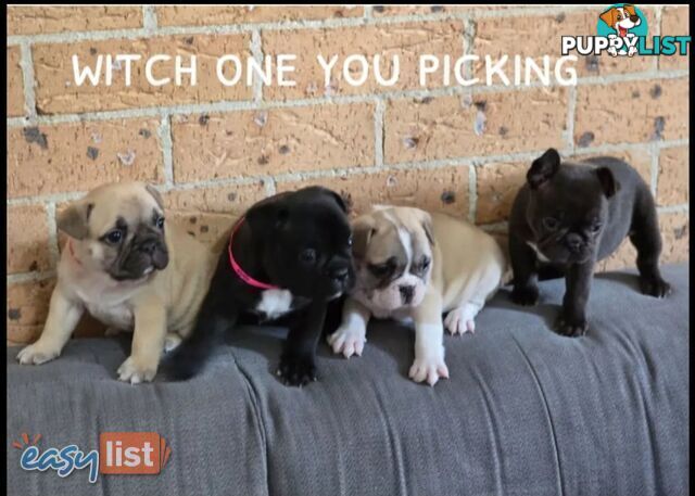 Pure-bred French bulldog Puppies 9 weeks old