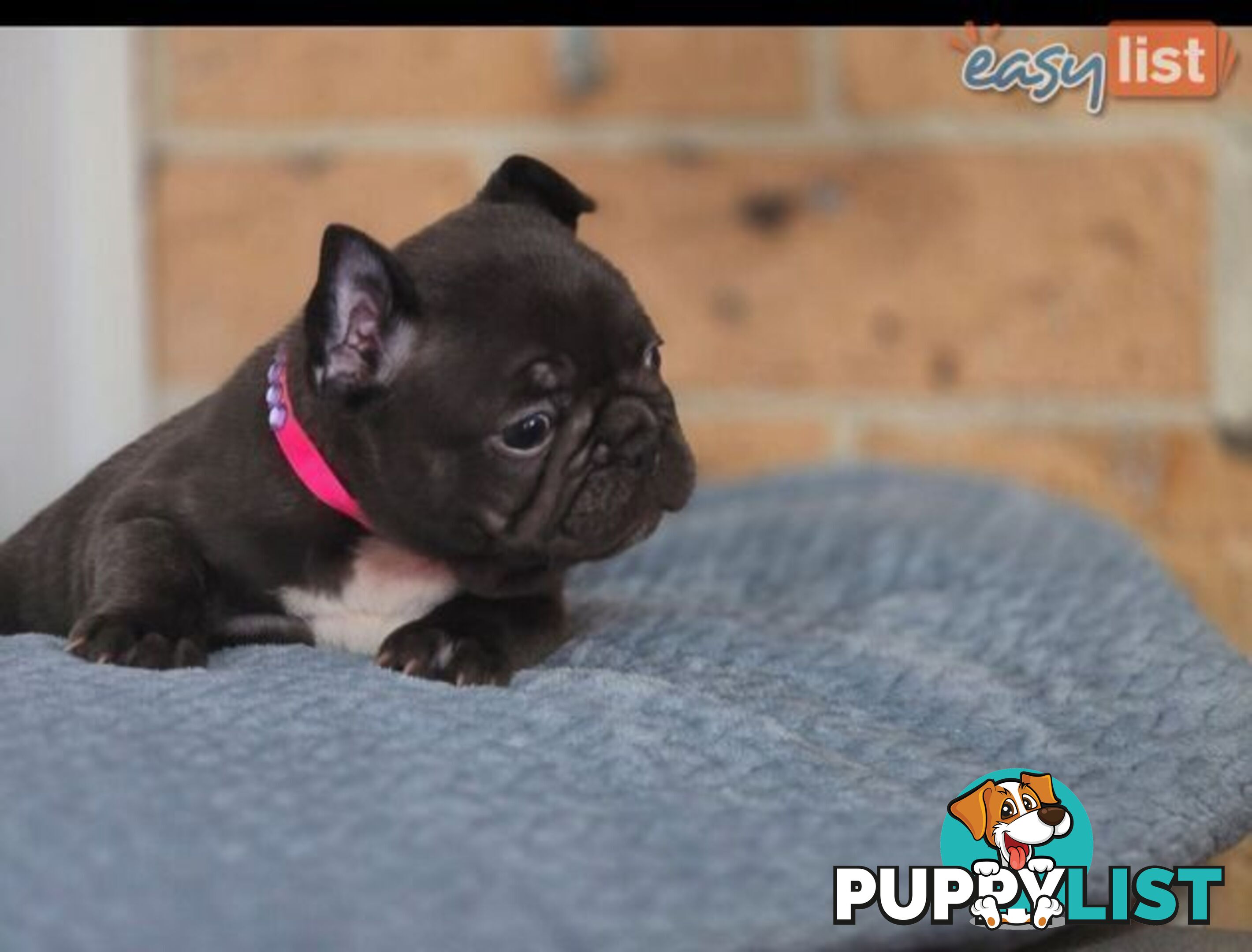 Pure-bred French bulldog Puppies 9 weeks old