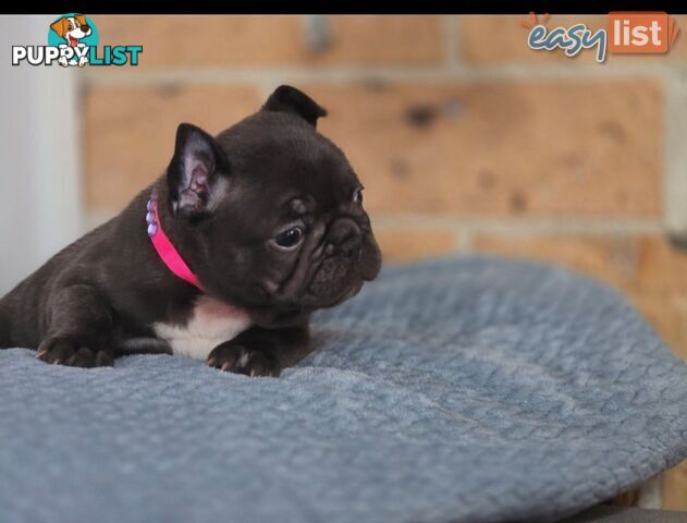 Pure-bred French bulldog Puppies 9 weeks old