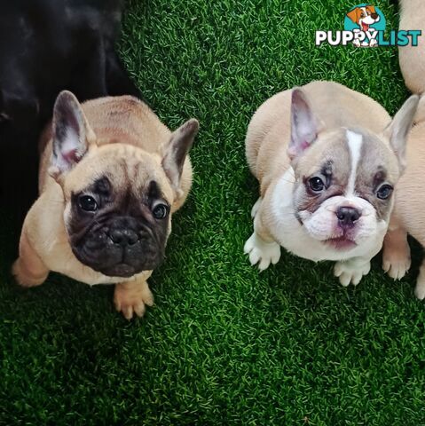 Pure-bred French bulldog Puppies 7 weeks old