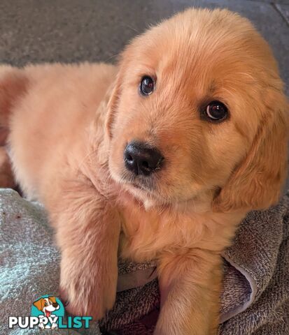 Pure Golden Retriever Puppies