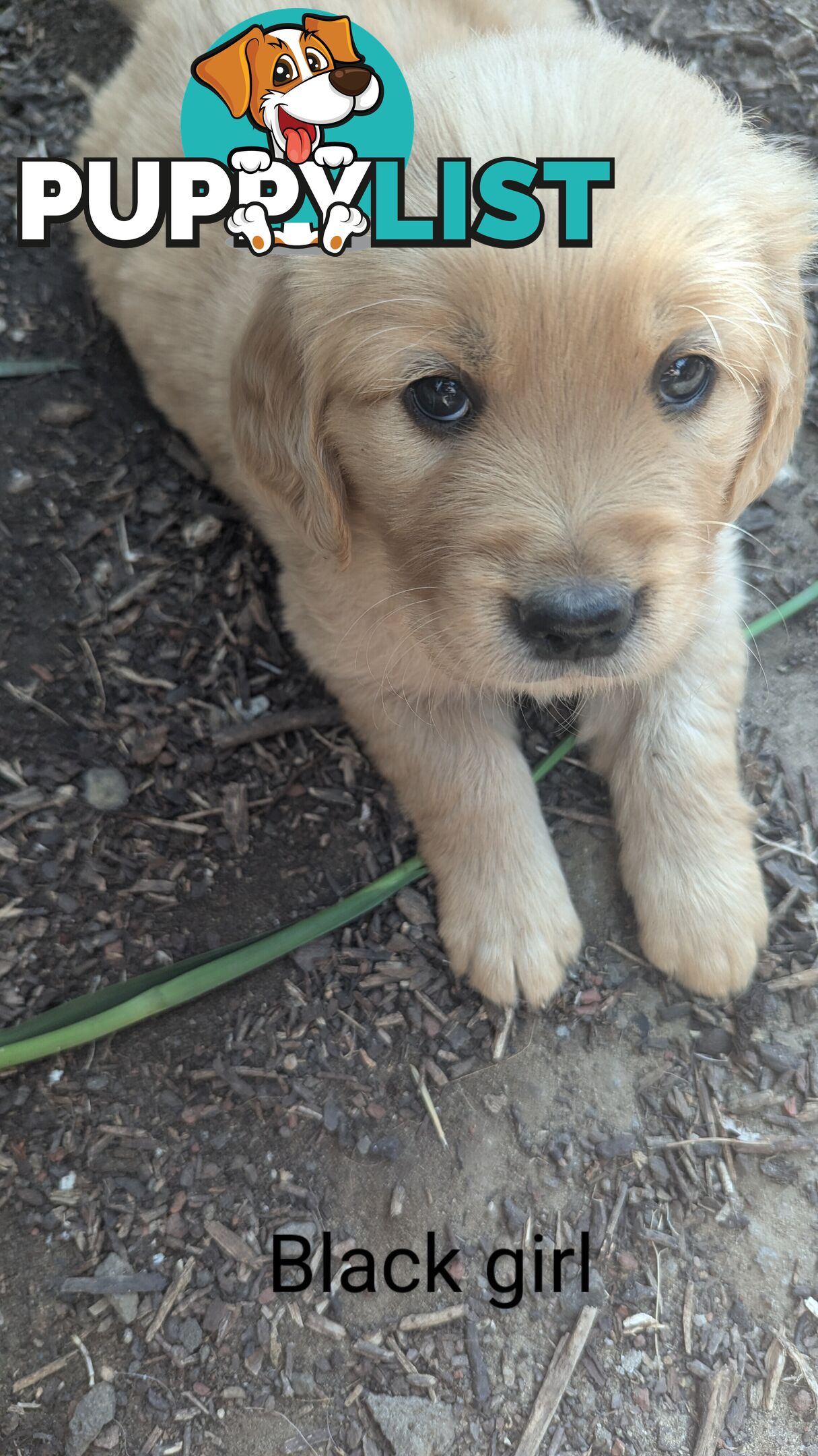 Pure Golden Retriever Puppies