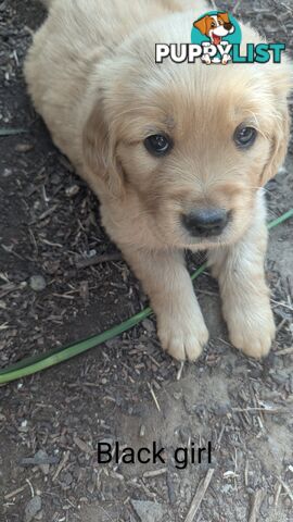 Pure Golden Retriever Puppies