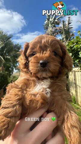 🐾 Adorable Cavoodle Puppies for Sale! 🐾