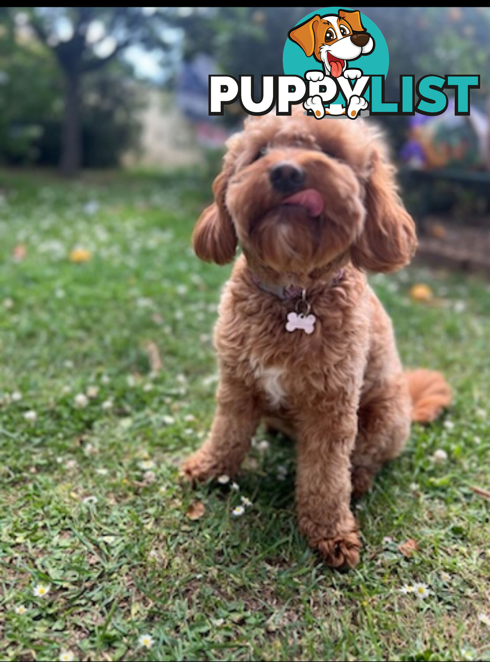 🐾 Adorable Cavoodle Puppies for Sale 🐾