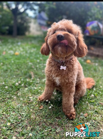 🐾 Adorable Cavoodle Puppies for Sale 🐾