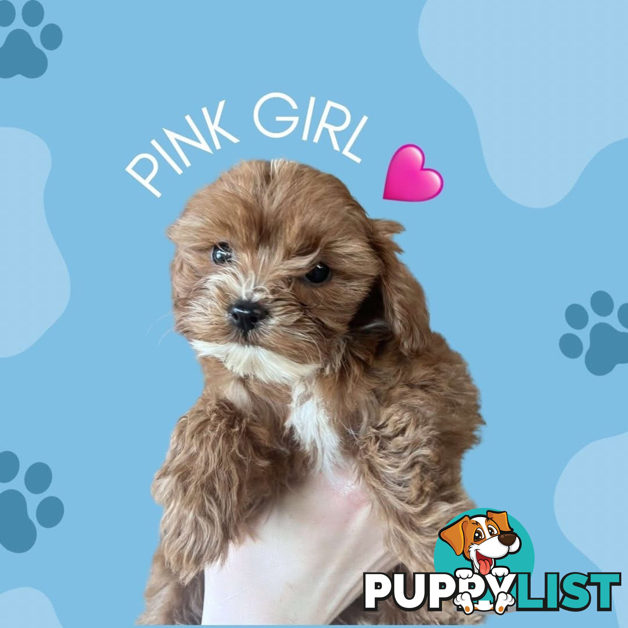 🐾 Adorable Cavoodle Puppies for Sale 🐾