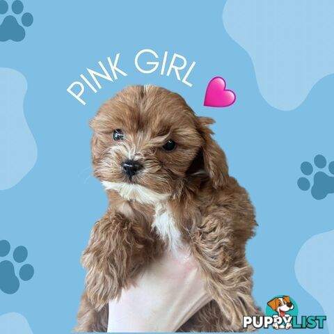 🐾 Adorable Cavoodle Puppies for Sale 🐾