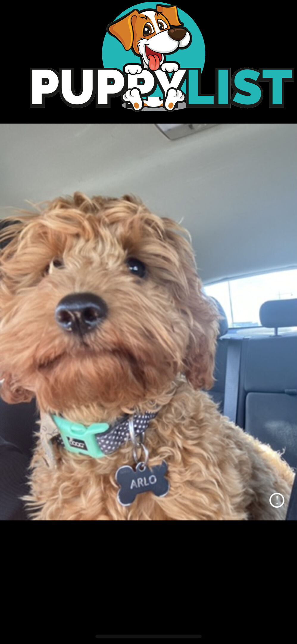 🐾 Adorable Cavoodle Puppies for Sale 🐾