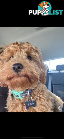 🐾 Adorable Cavoodle Puppies for Sale 🐾